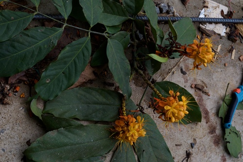 Image of Saraca dives by (c) Shawn O'Donnell, some rights reserved (CC BY)