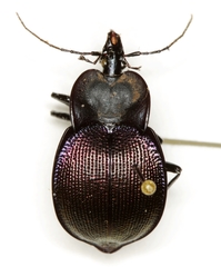 Scaphinotus elevatus