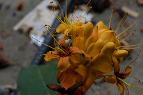 Saraca dives, photograph 6