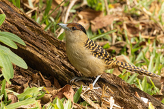 Batara cinerea