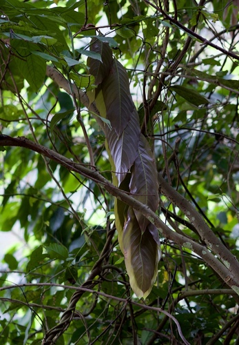 Image of Saraca dives by (c) Shawn O'Donnell, some rights reserved (CC BY)