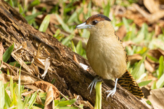 Batara cinerea