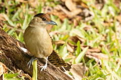 Batara cinerea