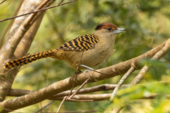 Batara cinerea