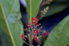 Sterculia lanceolata