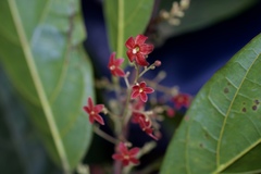 Sterculia lanceolata