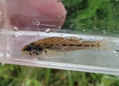 Etheostoma proeliare