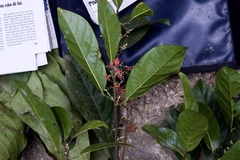 Sterculia lanceolata