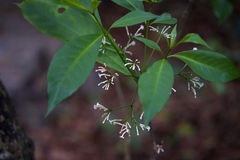 Rauvolfia