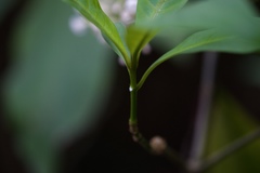 Rauvolfia