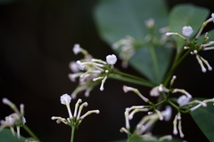 Rauvolfia