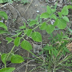 Physalis heterophylla