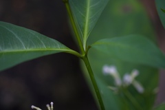 Rauvolfia