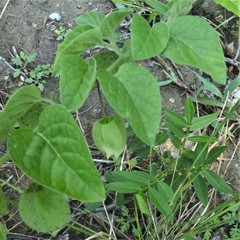 Physalis heterophylla