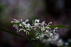 Rauvolfia