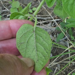 Physalis heterophylla