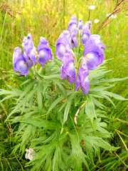 Aconitum maximum