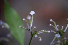 Rauvolfia