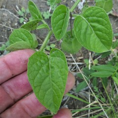 Physalis heterophylla