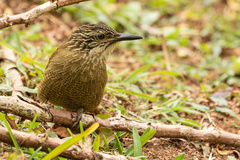 Dendrocolaptes platyrostris