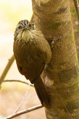 Dendrocolaptes platyrostris