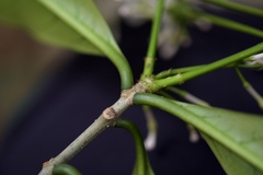Rauvolfia