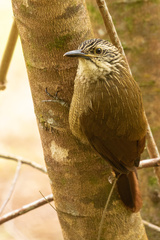 Dendrocolaptes platyrostris