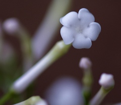 Rauvolfia