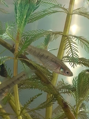 Cnesterodon decemmaculatus