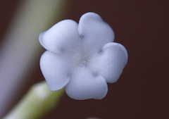 Rauvolfia