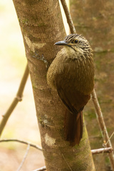 Dendrocolaptes platyrostris