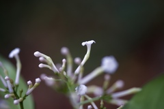 Rauvolfia