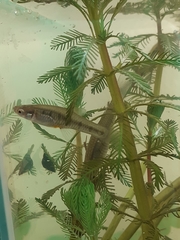 Cnesterodon decemmaculatus