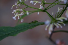 Homoeocerus bipunctatus
