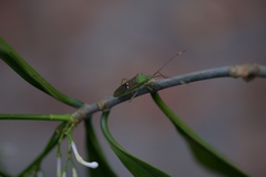Homoeocerus bipunctatus