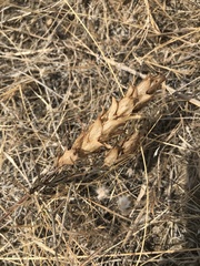 Orthocarpus barbatus