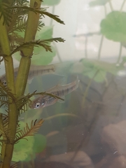 Cnesterodon decemmaculatus