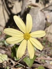 Senecio macroglossus
