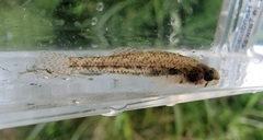 Etheostoma proeliare