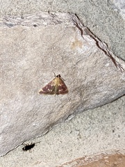 Pyrausta acrionalis