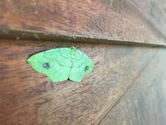 Himeromima aulis