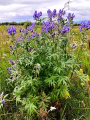 Aconitum maximum