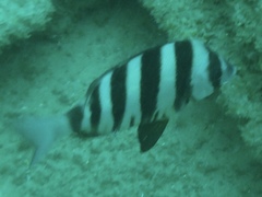 Diplodus hottentotus