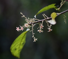 Sterculia lanceolata