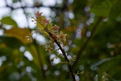 Sterculia lanceolata