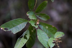 Sterculia lanceolata