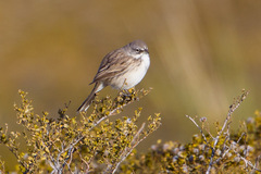 Artemisiospiza nevadensis