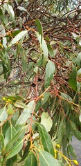 Eucalyptus leucoxylon leucoxylon