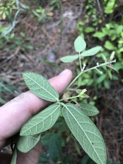 Rhynchosia tomentosa