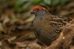 Odontophorus capueira